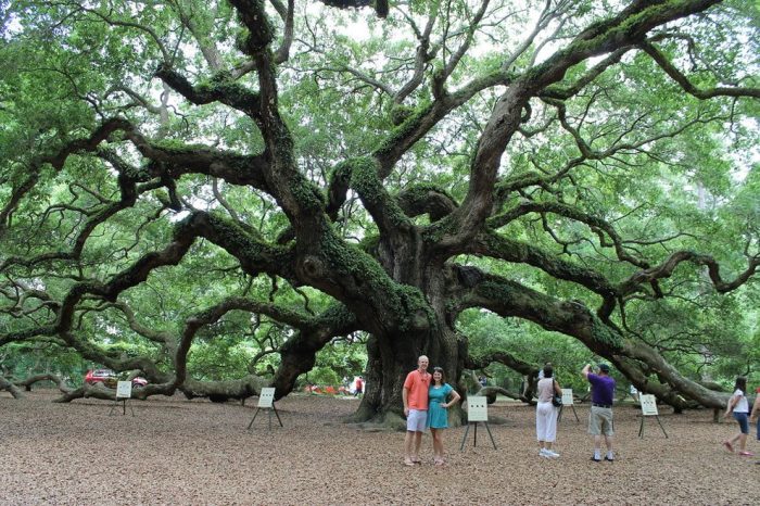 Oak tree angel mystical old trees dallara louis ancient