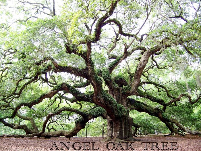 Tree oak angel south carolina charleston amazing things trees usa sc blogthis email twitter